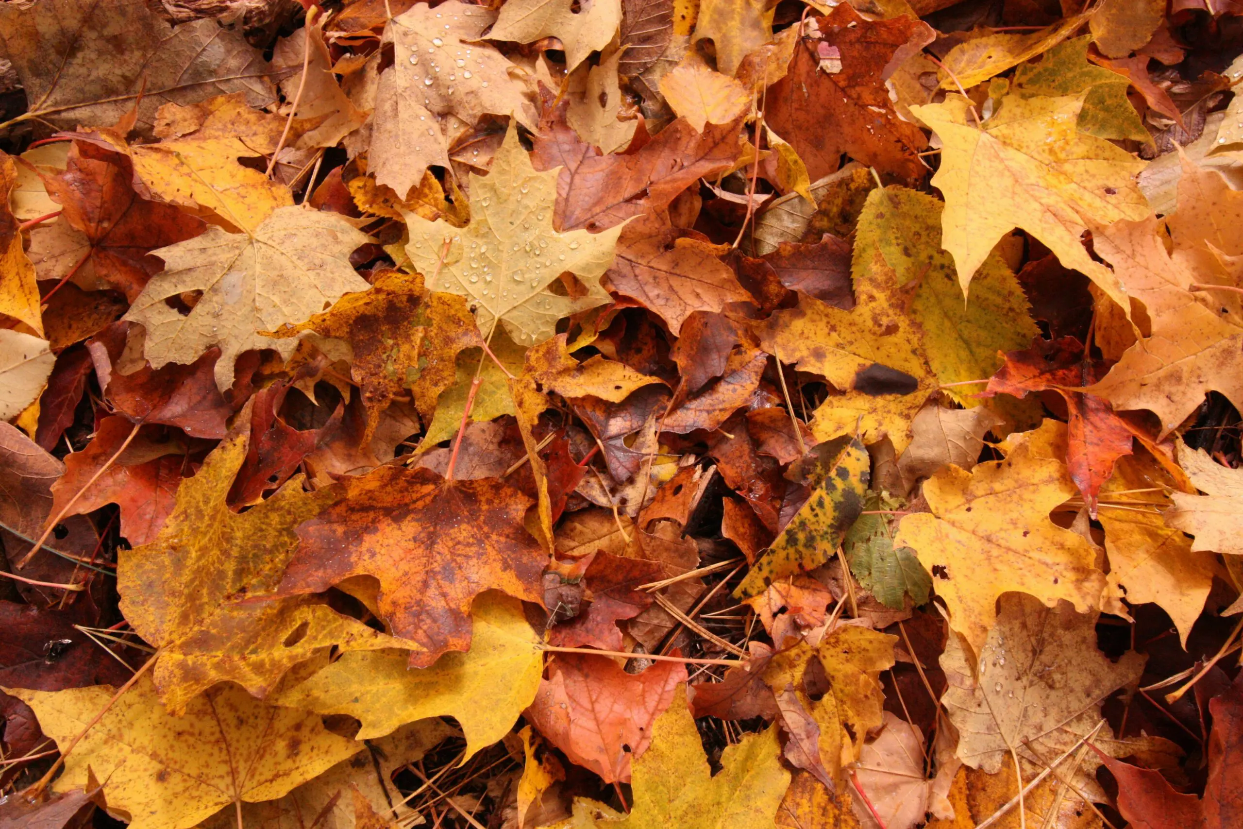 Herfstbladeren knutselen: 4 vrolijke ideeën voor thuis
