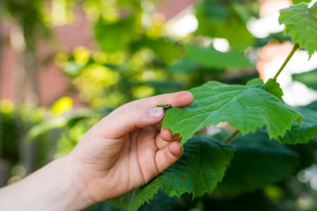 Zomeractiviteiten in de natuur - Klein insect (rups) op een groen blad 