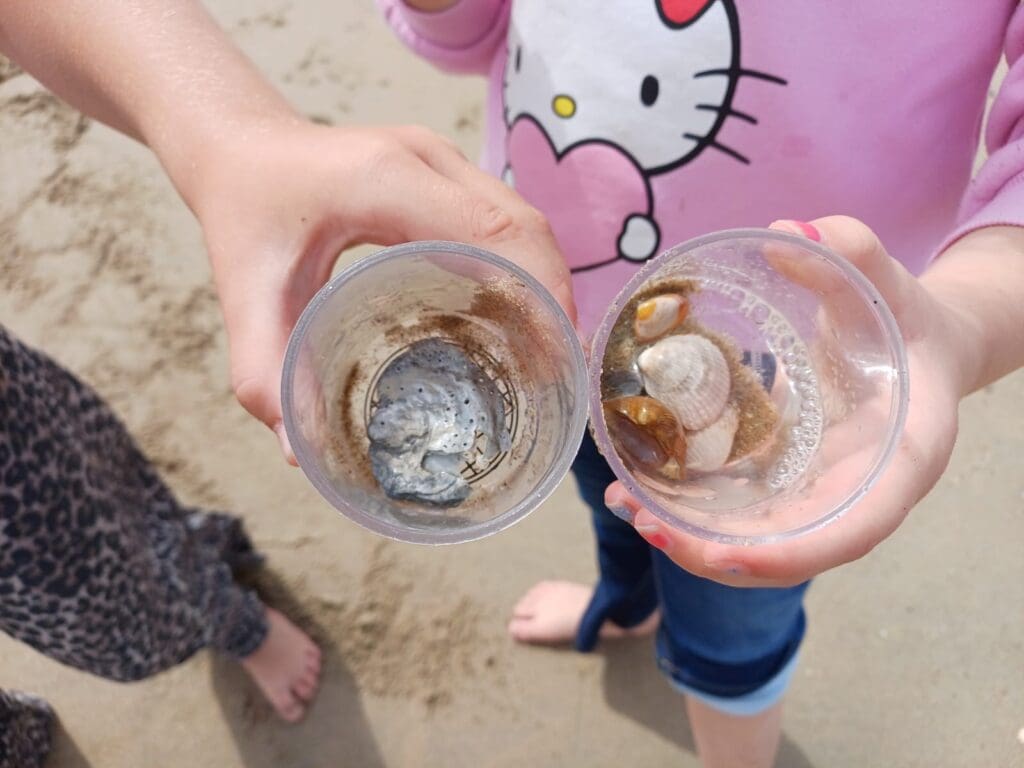 kinderen verzamelen schelpen
